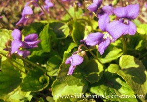 violet flower