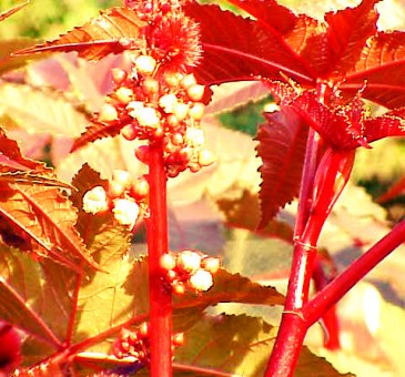 Castor bean plant is so sexy.